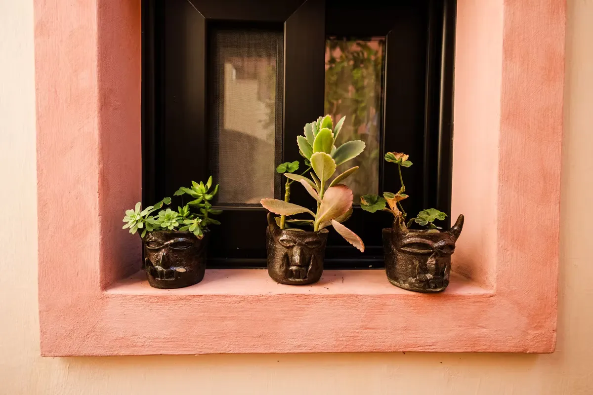 Macetas de diablitos en la ventana